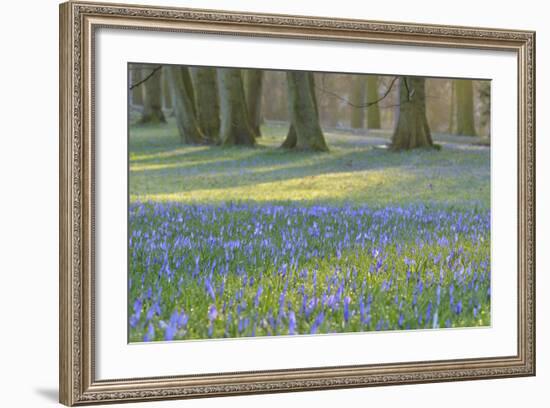 Crocus in the Park at Sunrise, Spring, Husum Schlosspark, Schleswig Holstein, Germany-Raimund Linke-Framed Photographic Print