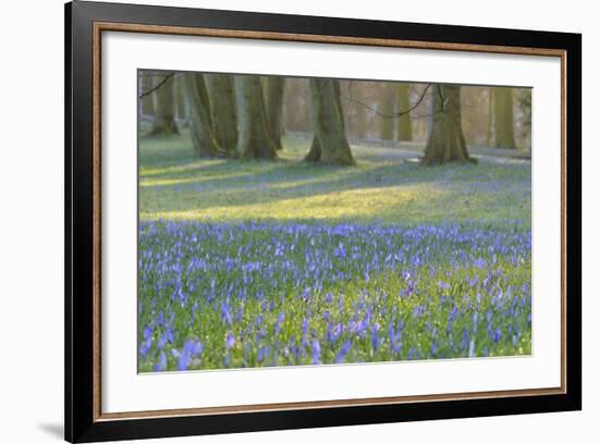 Crocus in the Park at Sunrise, Spring, Husum Schlosspark, Schleswig Holstein, Germany-Raimund Linke-Framed Photographic Print