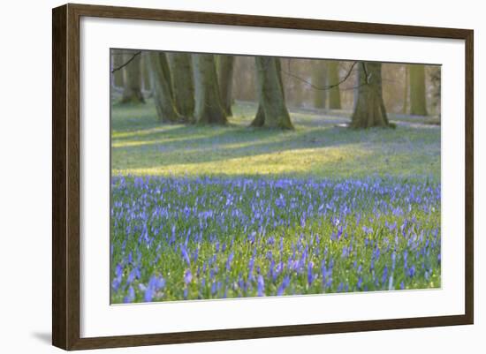 Crocus in the Park at Sunrise, Spring, Husum Schlosspark, Schleswig Holstein, Germany-Raimund Linke-Framed Photographic Print