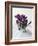 Crocus in the Snow-Nancy Rotenberg-Framed Photographic Print