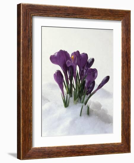 Crocus in the Snow-Nancy Rotenberg-Framed Photographic Print