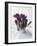 Crocus in the Snow-Nancy Rotenberg-Framed Photographic Print