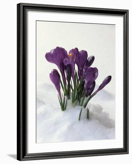 Crocus in the Snow-Nancy Rotenberg-Framed Photographic Print