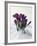 Crocus in the Snow-Nancy Rotenberg-Framed Photographic Print