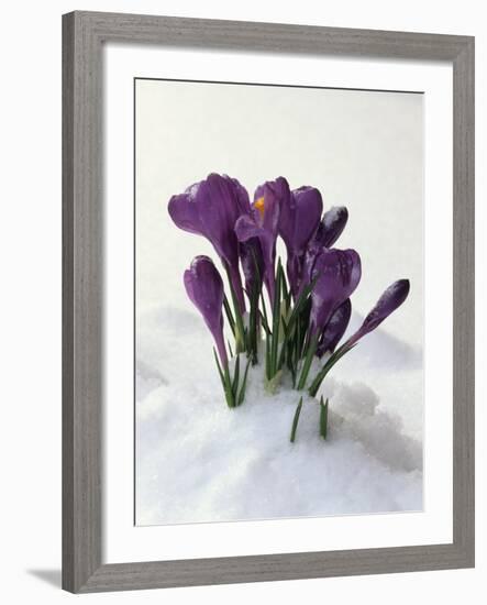 Crocus in the Snow-Nancy Rotenberg-Framed Photographic Print