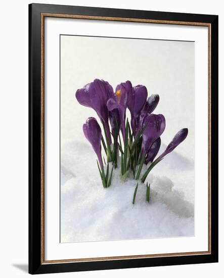 Crocus in the Snow-Nancy Rotenberg-Framed Photographic Print