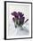 Crocus in the Snow-Nancy Rotenberg-Framed Photographic Print