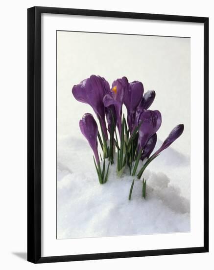 Crocus in the Snow-Nancy Rotenberg-Framed Photographic Print