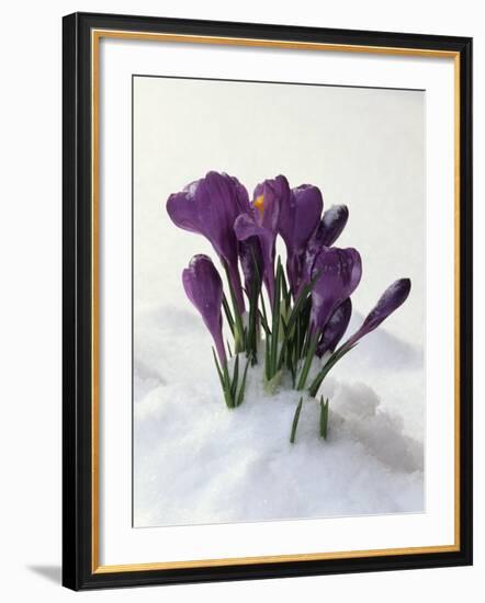 Crocus in the Snow-Nancy Rotenberg-Framed Photographic Print