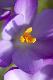 Premium Photographic Print