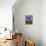Crocus Pickwick Flower-Clive Nichols-Framed Premier Image Canvas displayed on a wall