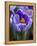 Crocus Pickwick Flower-Clive Nichols-Framed Premier Image Canvas