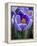 Crocus Pickwick Flower-Clive Nichols-Framed Premier Image Canvas