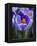 Crocus Pickwick Flower-Clive Nichols-Framed Premier Image Canvas