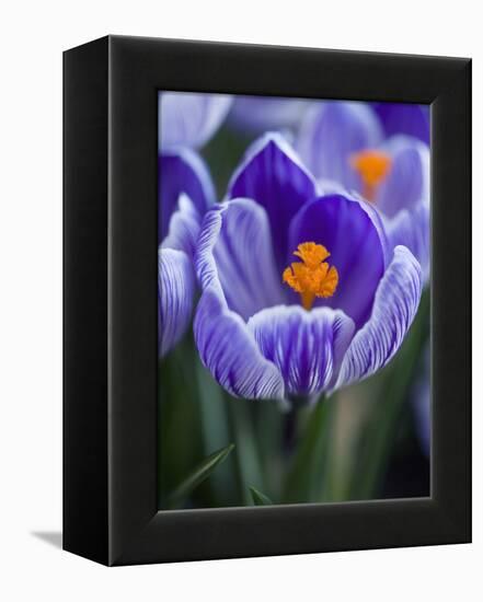 Crocus Pickwick Flower-Clive Nichols-Framed Premier Image Canvas