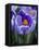 Crocus Pickwick Flower-Clive Nichols-Framed Premier Image Canvas