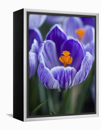 Crocus Pickwick Flower-Clive Nichols-Framed Premier Image Canvas