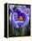 Crocus Pickwick Flower-Clive Nichols-Framed Premier Image Canvas