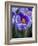 Crocus Pickwick Flower-Clive Nichols-Framed Photographic Print