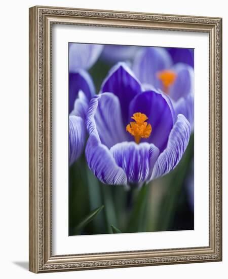 Crocus Pickwick Flower-Clive Nichols-Framed Photographic Print