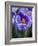 Crocus Pickwick Flower-Clive Nichols-Framed Photographic Print