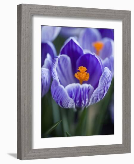 Crocus Pickwick Flower-Clive Nichols-Framed Photographic Print