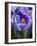 Crocus Pickwick Flower-Clive Nichols-Framed Photographic Print