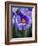 Crocus Pickwick Flower-Clive Nichols-Framed Photographic Print