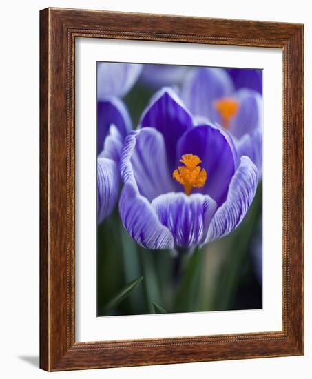 Crocus Pickwick Flower-Clive Nichols-Framed Photographic Print