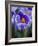 Crocus Pickwick Flower-Clive Nichols-Framed Photographic Print