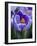 Crocus Pickwick Flower-Clive Nichols-Framed Photographic Print