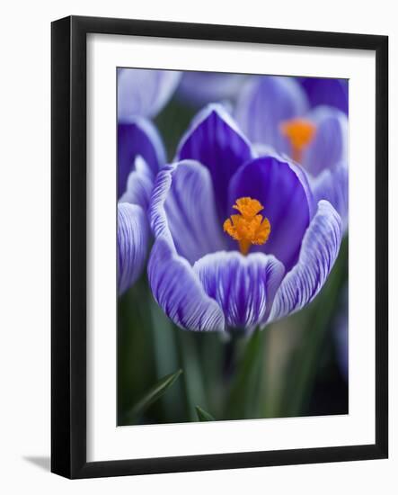 Crocus Pickwick Flower-Clive Nichols-Framed Photographic Print