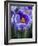 Crocus Pickwick Flower-Clive Nichols-Framed Photographic Print