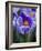 Crocus Pickwick Flower-Clive Nichols-Framed Photographic Print