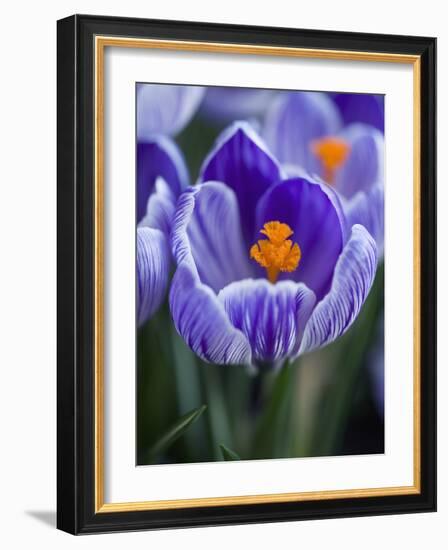 Crocus Pickwick Flower-Clive Nichols-Framed Photographic Print