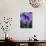 Crocus Pickwick Flower-Clive Nichols-Photographic Print displayed on a wall