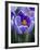 Crocus Pickwick Flower-Clive Nichols-Framed Photographic Print