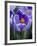 Crocus Pickwick Flower-Clive Nichols-Framed Photographic Print