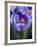 Crocus Pickwick Flower-Clive Nichols-Framed Photographic Print