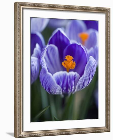 Crocus Pickwick Flower-Clive Nichols-Framed Photographic Print