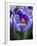 Crocus Pickwick Flower-Clive Nichols-Framed Photographic Print