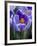 Crocus Pickwick Flower-Clive Nichols-Framed Photographic Print