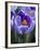 Crocus Pickwick Flower-Clive Nichols-Framed Photographic Print