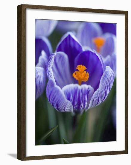 Crocus Pickwick Flower-Clive Nichols-Framed Photographic Print