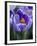 Crocus Pickwick Flower-Clive Nichols-Framed Photographic Print