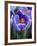 Crocus Pickwick Flower-Clive Nichols-Framed Photographic Print