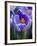 Crocus Pickwick Flower-Clive Nichols-Framed Photographic Print