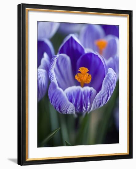 Crocus Pickwick Flower-Clive Nichols-Framed Photographic Print