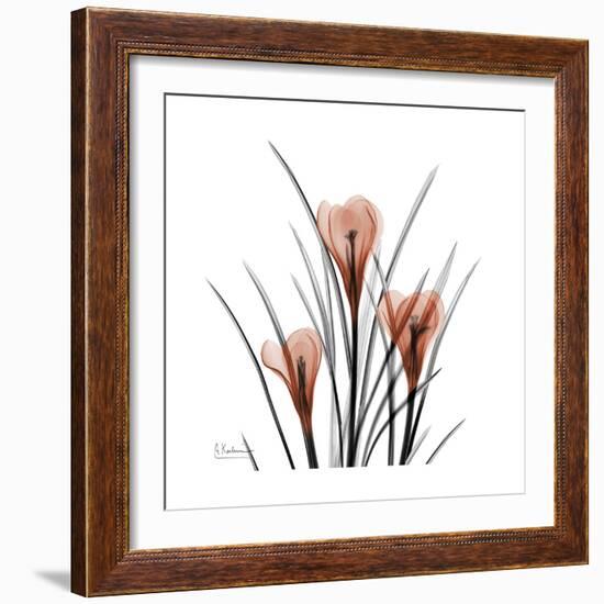 Crocus Portrait-Albert Koetsier-Framed Art Print