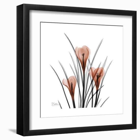 Crocus Portrait-Albert Koetsier-Framed Art Print